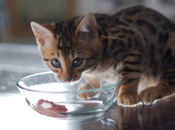 Too Cute, Kitten Too Cute, Kitten
